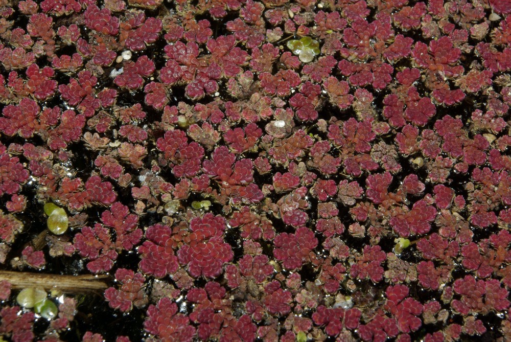 azolla_caroliniana_2